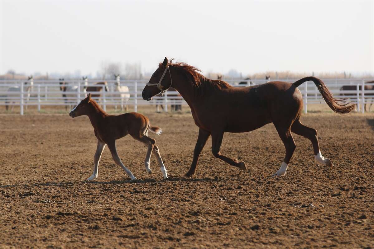 TİGEM’de 120 Safkan Arap Tayı satışa çıkacak 16